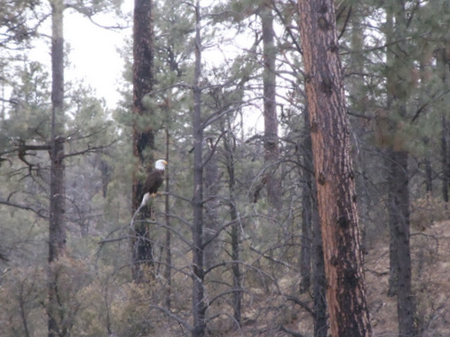 Bald Eagle.